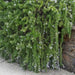 TRAILLING ROSEMARY HERB (LIVE STARTER PLANT) Evergreen Shrub - Caribbean garden seed