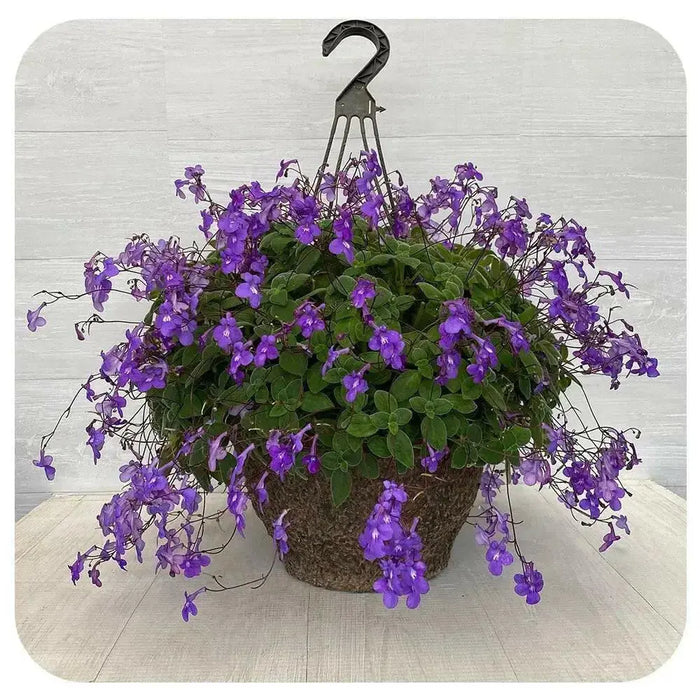 TRAILING AFRICAN  violet Live Plants - Cape Primrose , Concord Blue nodding 2.5 ' Pot - Caribbean garden seed