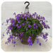 TRAILING AFRICAN  violet Live Plants - Cape Primrose , Concord Blue nodding 2.5 ' Pot - Caribbean garden seed