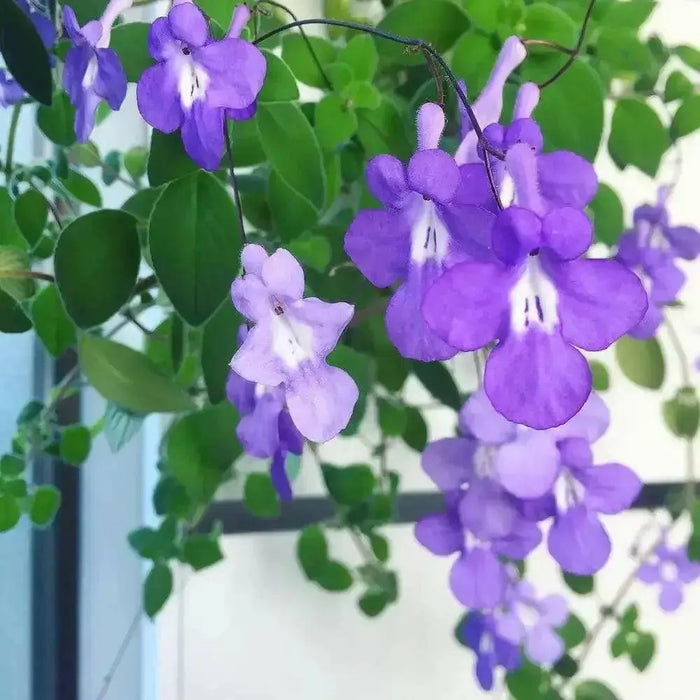 TRAILING AFRICAN  violet Live Plants - Cape Primrose , Concord Blue nodding 2.5 ' Pot - Caribbean garden seed