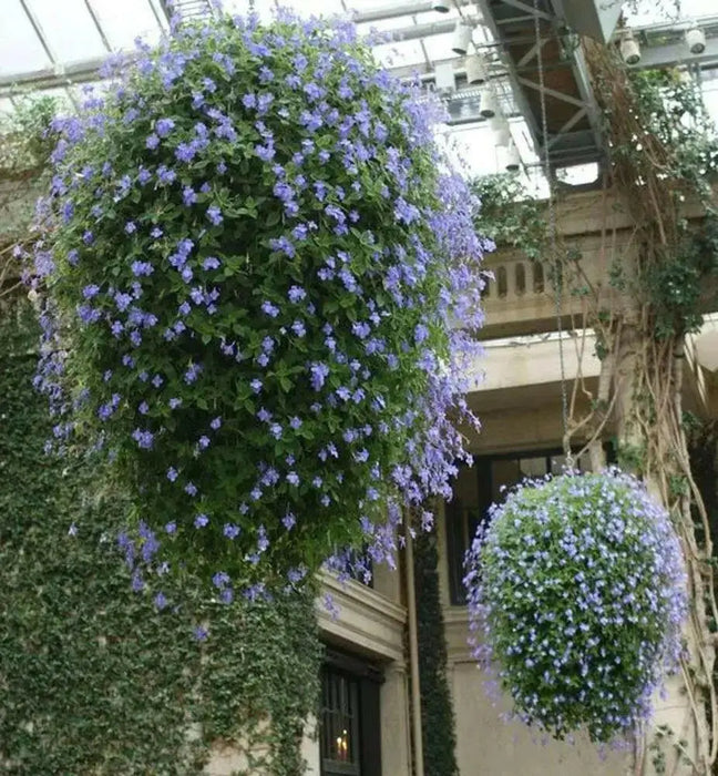 TRAILING AFRICAN  violet Live Plants - Cape Primrose , Concord Blue nodding 2.5 ' Pot - Caribbean garden seed