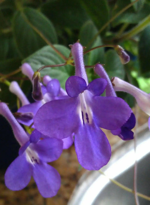 TRAILING AFRICAN  violet Live Plants - Cape Primrose , Concord Blue nodding 2.5 ' Pot - Caribbean garden seed