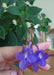 TRAILING AFRICAN  violet Live Plants - Cape Primrose , Concord Blue nodding 2.5 ' Pot - Caribbean garden seed