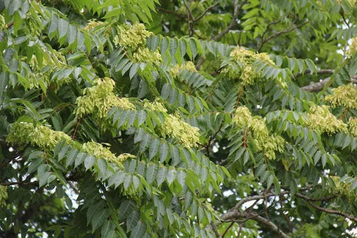 Tree of Heaven SEEDS, FAST GROWING TREE - Caribbean garden seed