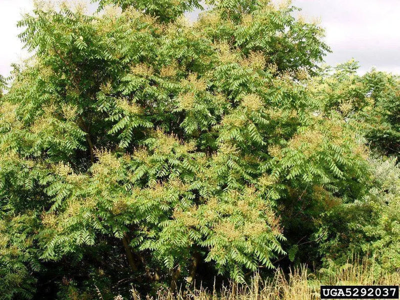 Tree of Heaven SEEDS, FAST GROWING TREE - Caribbean garden seed