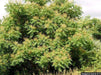 Tree of Heaven SEEDS, FAST GROWING TREE - Caribbean garden seed