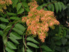 Tree of Heaven SEEDS, FAST GROWING TREE - Caribbean garden seed