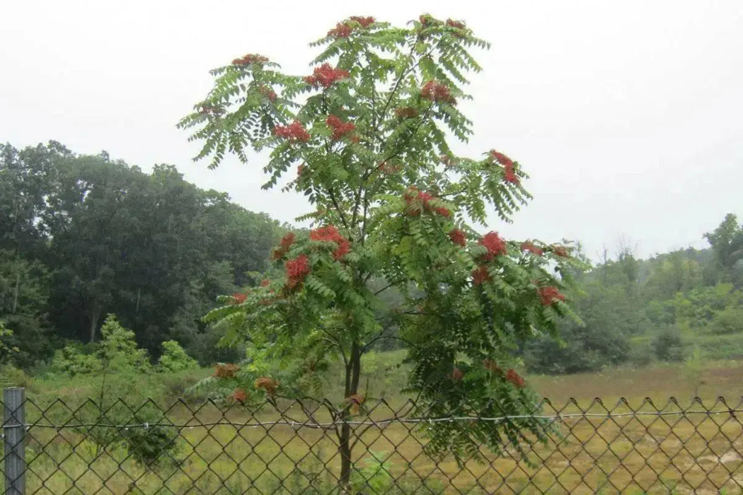 Tree of Heaven SEEDS, FAST GROWING TREE - Caribbean garden seed