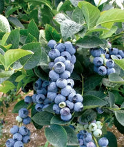 Toro Blueberry (LIVE FRUIT )  SHRUB,  HIGHBUSH - self-pollinating - Caribbean garden seed