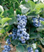 Toro Blueberry (LIVE FRUIT )  SHRUB,  HIGHBUSH - self-pollinating - Caribbean garden seed