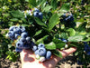 Toro Blueberry (LIVE FRUIT )  SHRUB,  HIGHBUSH - self-pollinating - Caribbean garden seed
