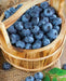 Toro Blueberry (LIVE FRUIT )  SHRUB,  HIGHBUSH - self-pollinating - Caribbean garden seed
