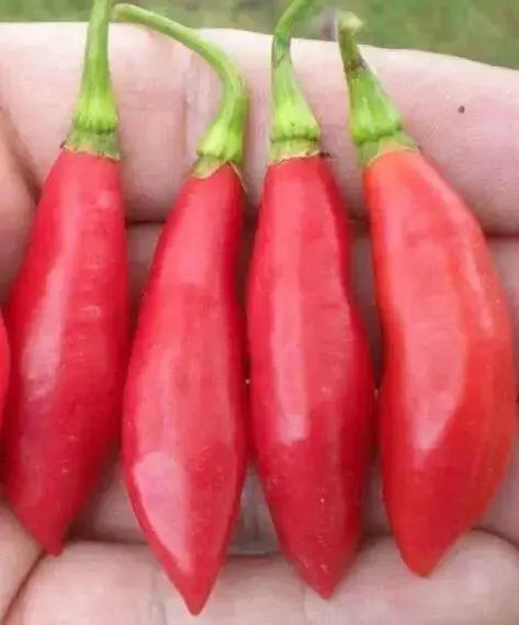 Trinidad BEAN Peppers Seeds, (Capsicum chinense) - Caribbean garden seed