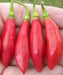 Trinidad BEAN Peppers Seeds, (Capsicum chinense) - Caribbean garden seed