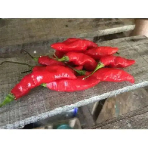 Trinidad BEAN Peppers Seeds, (Capsicum chinense) - Caribbean garden seed