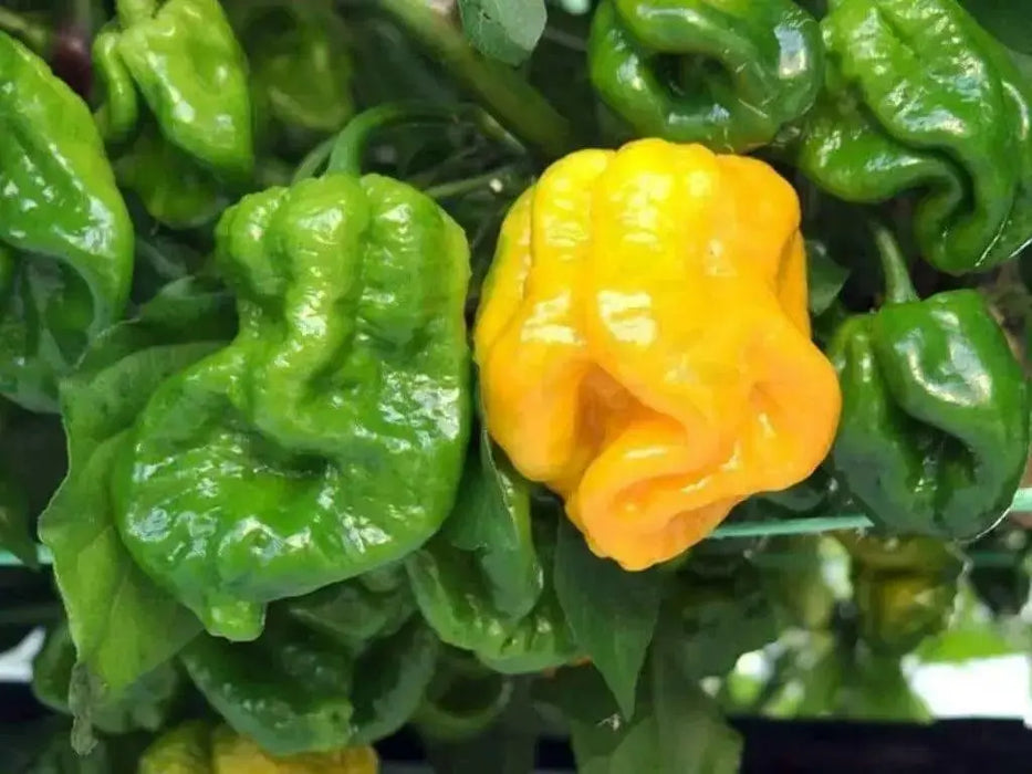 Trinidad 7 Pot Yellow - Pepper seeds, Capsicum chinense -BRAIN STRAIN - Caribbean garden seed