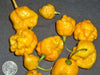 Trinidad 7 Pot Yellow - Pepper seeds, Capsicum chinense -BRAIN STRAIN - Caribbean garden seed