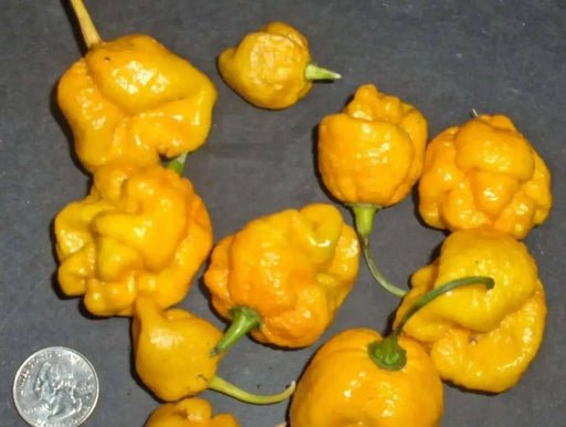 Trinidad 7 Pot Yellow - Pepper seeds, Capsicum chinense -BRAIN STRAIN - Caribbean garden seed