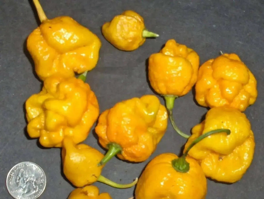 Trinidad 7 Pot Yellow - Pepper seeds, Capsicum chinense -BRAIN STRAIN - Caribbean garden seed