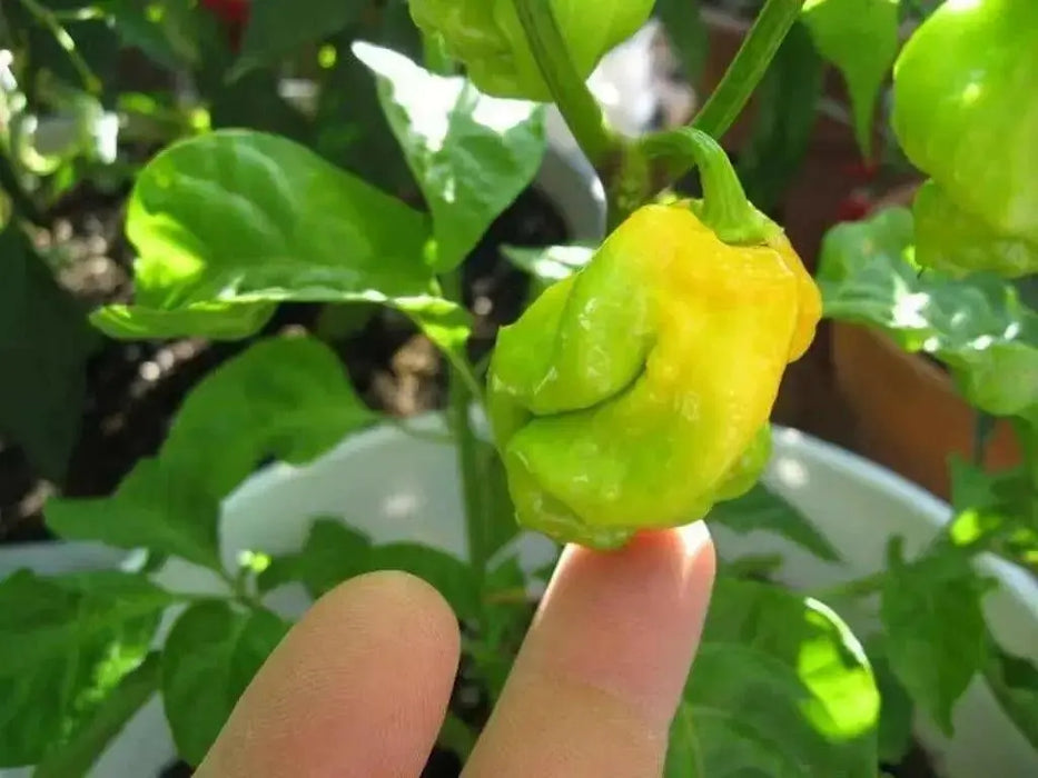 Trinidad 7 Pot Yellow - Pepper seeds, Capsicum chinense -BRAIN STRAIN - Caribbean garden seed