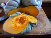 Triamble PUMPKIN or Shamrock WINTER squash SEEDS - Caribbean garden seed