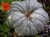 Triamble PUMPKIN or Shamrock WINTER squash SEEDS - Caribbean garden seed