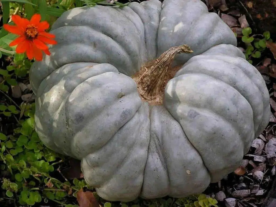 Triamble PUMPKIN or Shamrock WINTER squash SEEDS - Caribbean garden seed