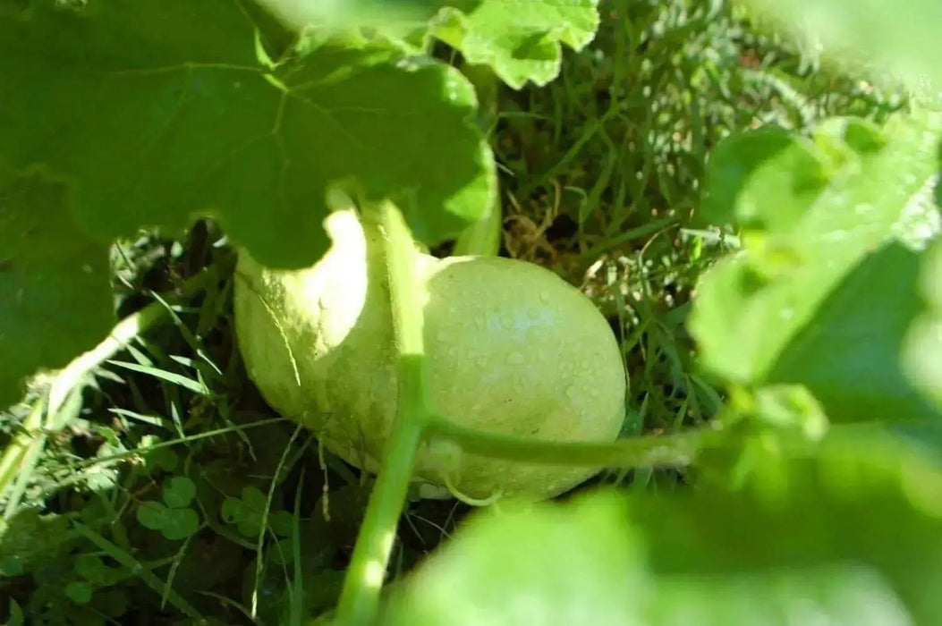 Triamble PUMPKIN or Shamrock WINTER squash SEEDS - Caribbean garden seed