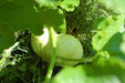 Triamble PUMPKIN or Shamrock WINTER squash SEEDS - Caribbean garden seed