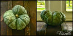 Triamble PUMPKIN or Shamrock WINTER squash SEEDS - Caribbean garden seed