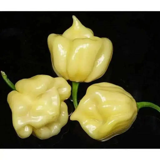 Trinidad 7 Pod WHITE Chili Pepper Seeds  ( Capsicum Chinense) Extremely hot, - Caribbean garden seed