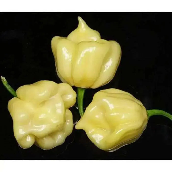 Trinidad 7 Pod WHITE Chili Pepper Seeds  ( Capsicum Chinense) Extremely hot, - Caribbean garden seed
