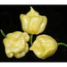 Trinidad 7 Pod WHITE Chili Pepper Seeds  ( Capsicum Chinense) Extremely hot, - Caribbean garden seed