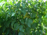 Trinidad 7 Pod WHITE Chili Pepper Seeds  ( Capsicum Chinense) Extremely hot, - Caribbean garden seed