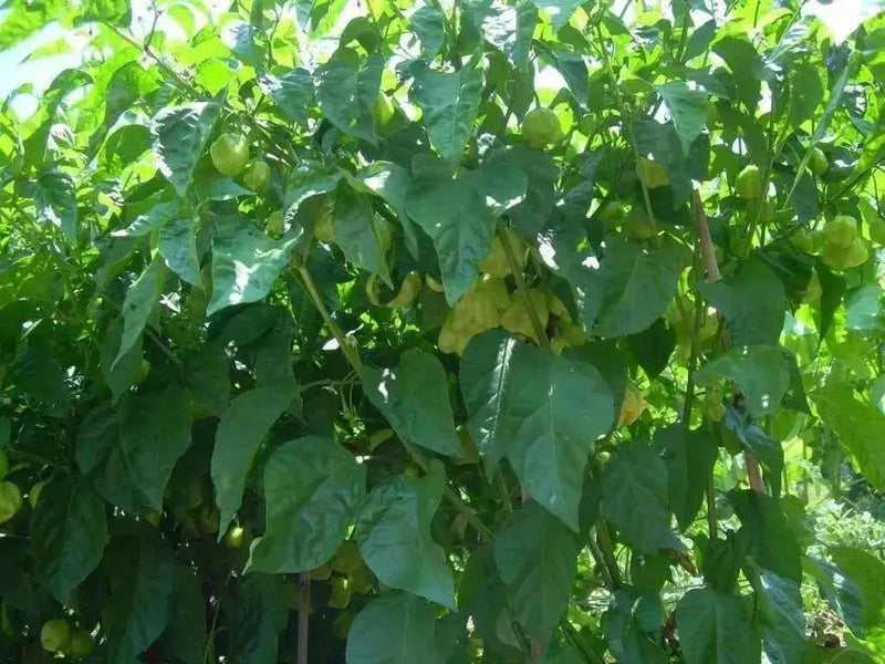 Trinidad 7 Pod WHITE Chili Pepper Seeds  ( Capsicum Chinense) Extremely hot, - Caribbean garden seed