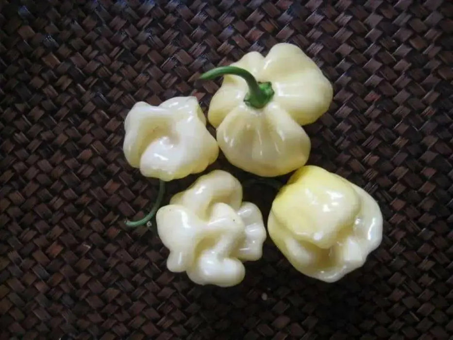 Trinidad 7 Pod WHITE Chili Pepper Seeds  ( Capsicum Chinense) Extremely hot, - Caribbean garden seed