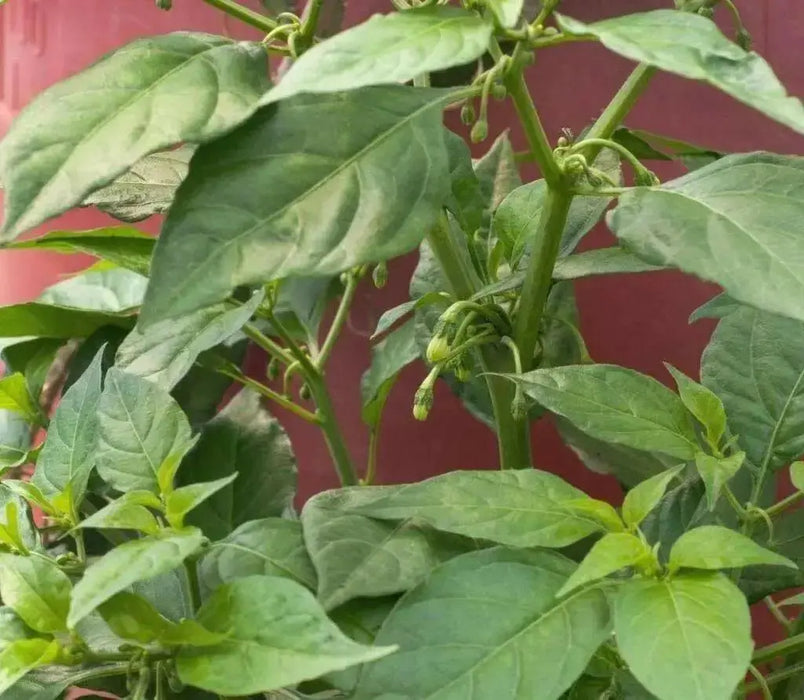 Trinidad 7 Pod WHITE Chili Pepper Seeds  ( Capsicum Chinense) Extremely hot, - Caribbean garden seed