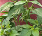 Trinidad 7 Pod WHITE Chili Pepper Seeds  ( Capsicum Chinense) Extremely hot, - Caribbean garden seed
