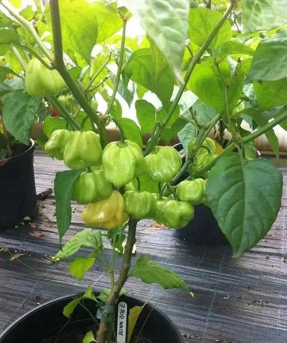 Trinidad 7 Pod WHITE Chili Pepper Seeds  ( Capsicum Chinense) Extremely hot, - Caribbean garden seed