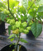 Trinidad 7 Pod WHITE Chili Pepper Seeds  ( Capsicum Chinense) Extremely hot, - Caribbean garden seed