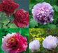 Tree Peony seed, MIXED, Perennial shrub ! - Caribbean garden seed