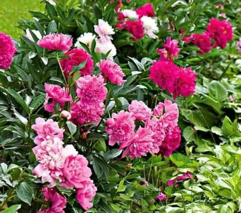 Tree Peony seed, MIXED, Perennial shrub ! - Caribbean garden seed