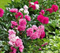 Tree Peony seed, MIXED, Perennial shrub ! - Caribbean garden seed