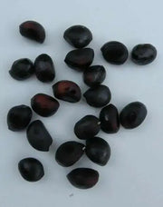 Tree Peony seed, MIXED, Perennial shrub ! - Caribbean garden seed