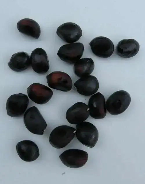 Tree Peony seed, MIXED, Perennial shrub ! - Caribbean garden seed