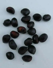 Tree Peony seed, MIXED, Perennial shrub ! - Caribbean garden seed