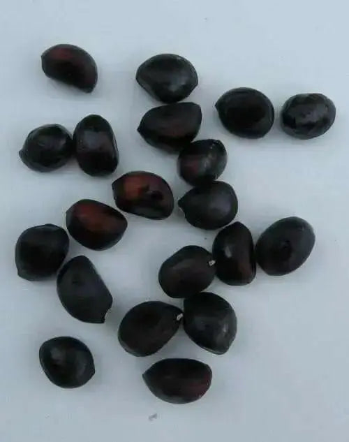 Tree Peony seed, MIXED, Perennial shrub ! - Caribbean garden seed