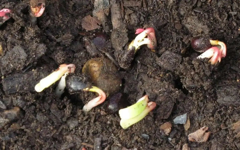 Tree Peony seed, MIXED, Perennial shrub ! - Caribbean garden seed