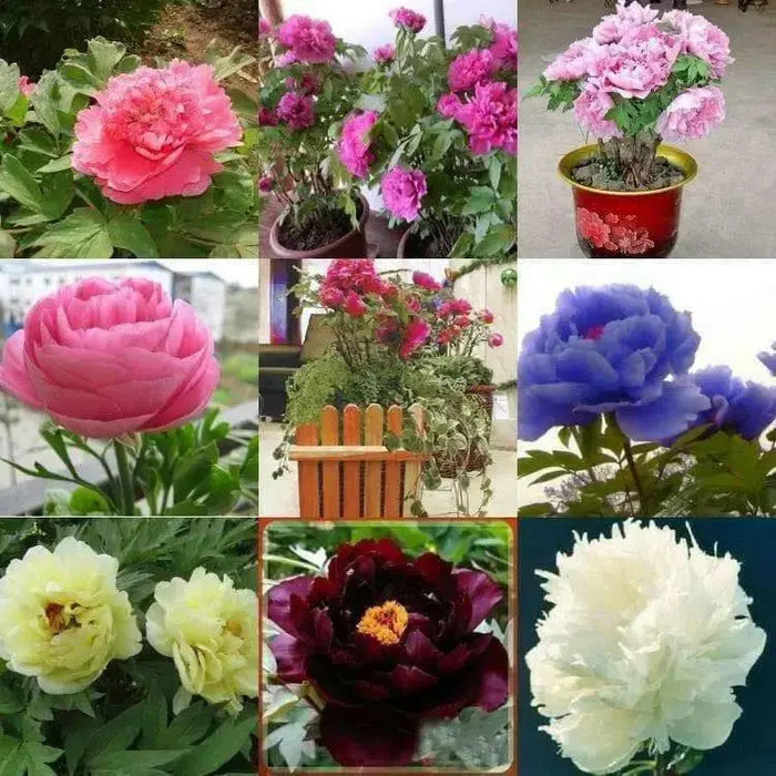 Tree Peony seed, MIXED, Perennial shrub ! - Caribbean garden seed