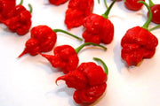 Trinidad 7 Pod Primo Red,Chili Pepper Seeds  ( Capsicum Chinense) Extremely hot, - Caribbean garden seed